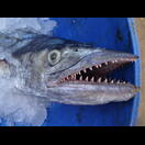 Der wohlschmeckende Kingfish